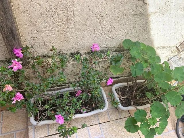 Plantas 