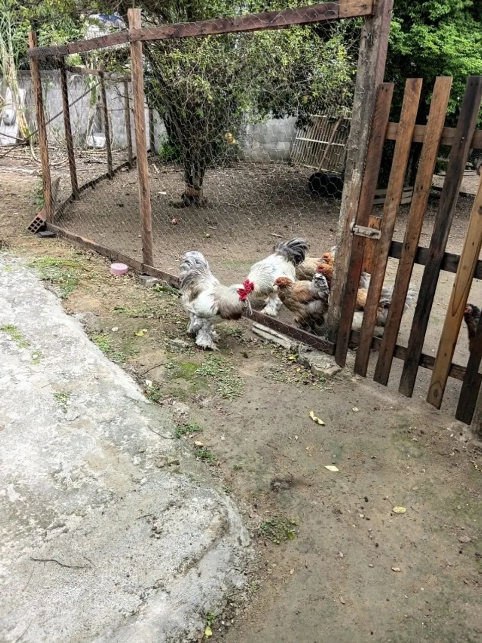 Galos Brahma - Foto 2