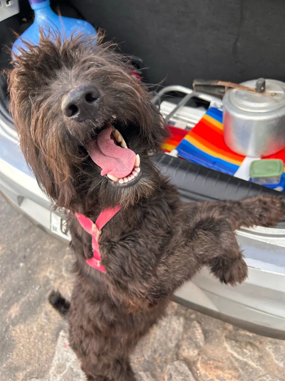 Doguinha - cachorrinha abandonada - Foto 5