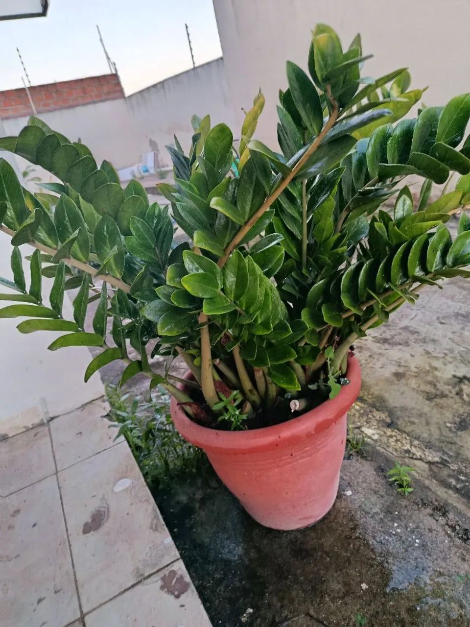 Zamioculca Grande e Muito Bem Formada - Foto 2