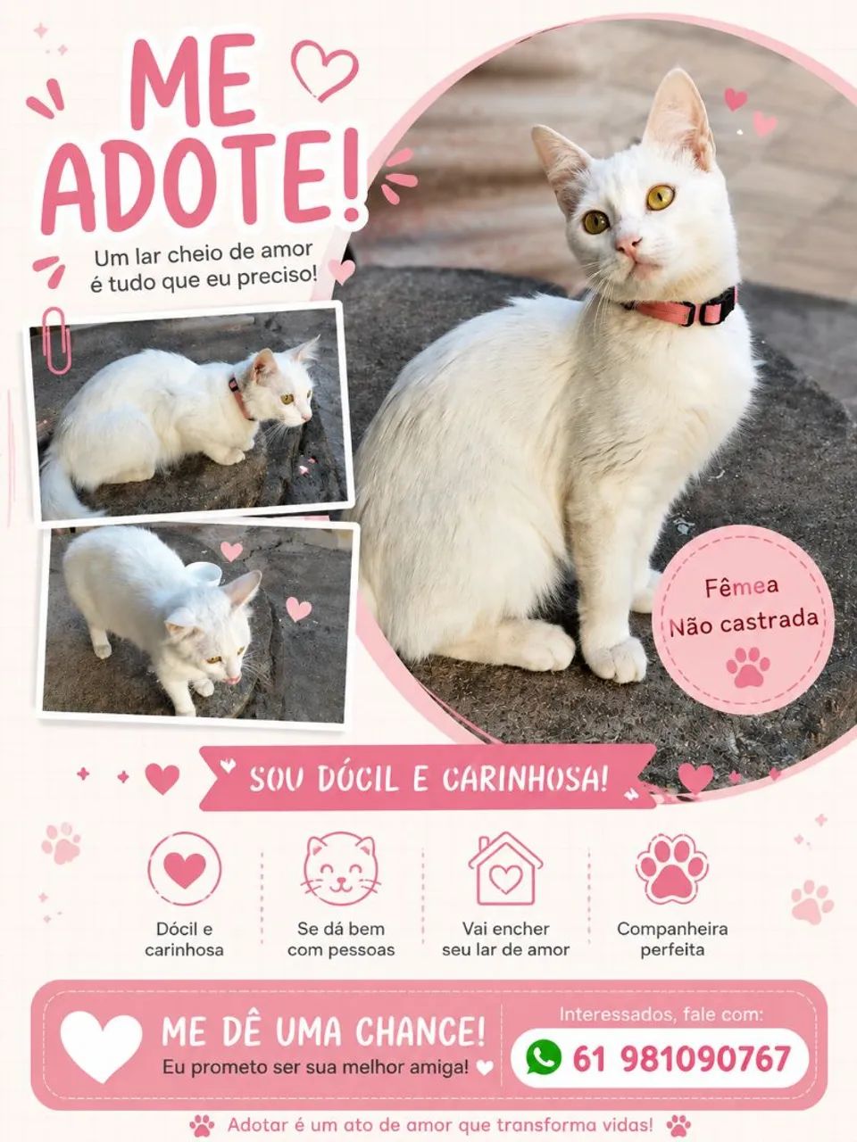 Gata para adoção 