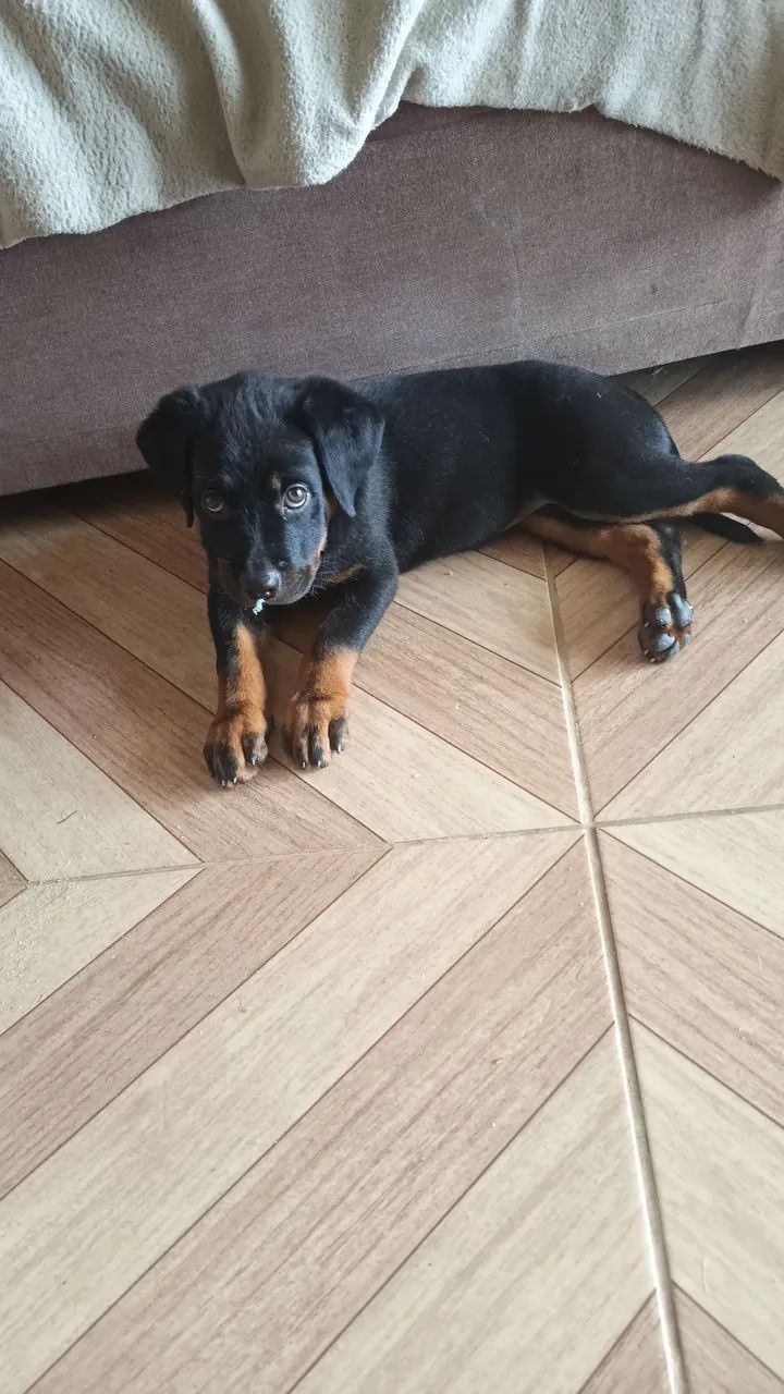 Cachorro  - Foto 2