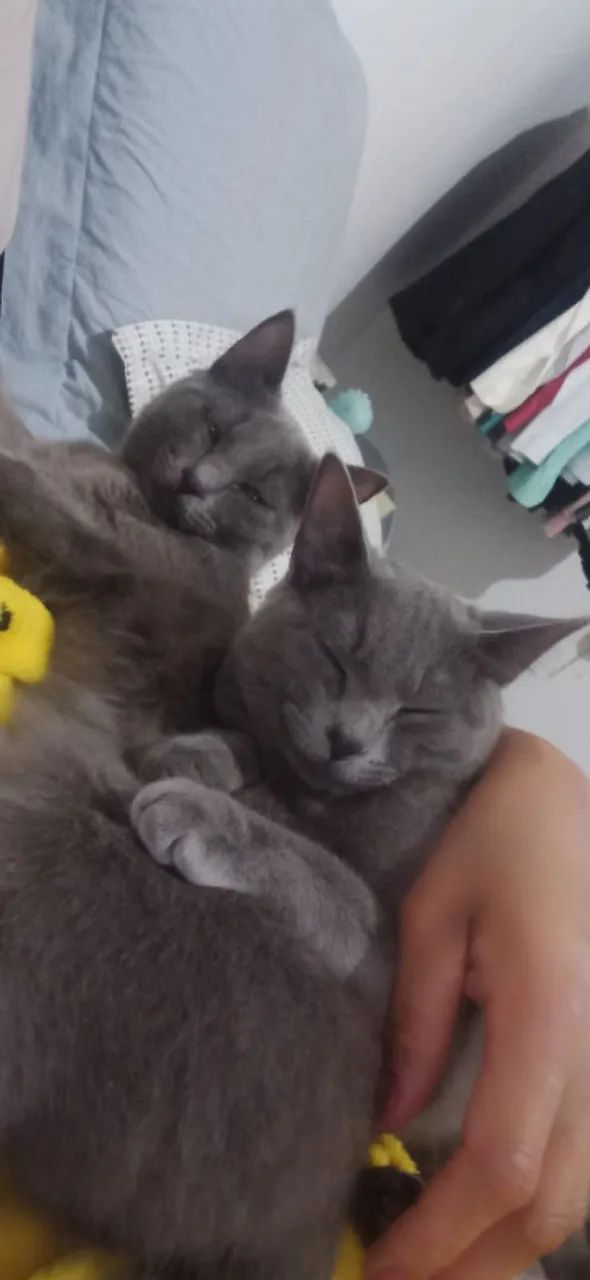 Gatinhas pra adoção  - Foto 2