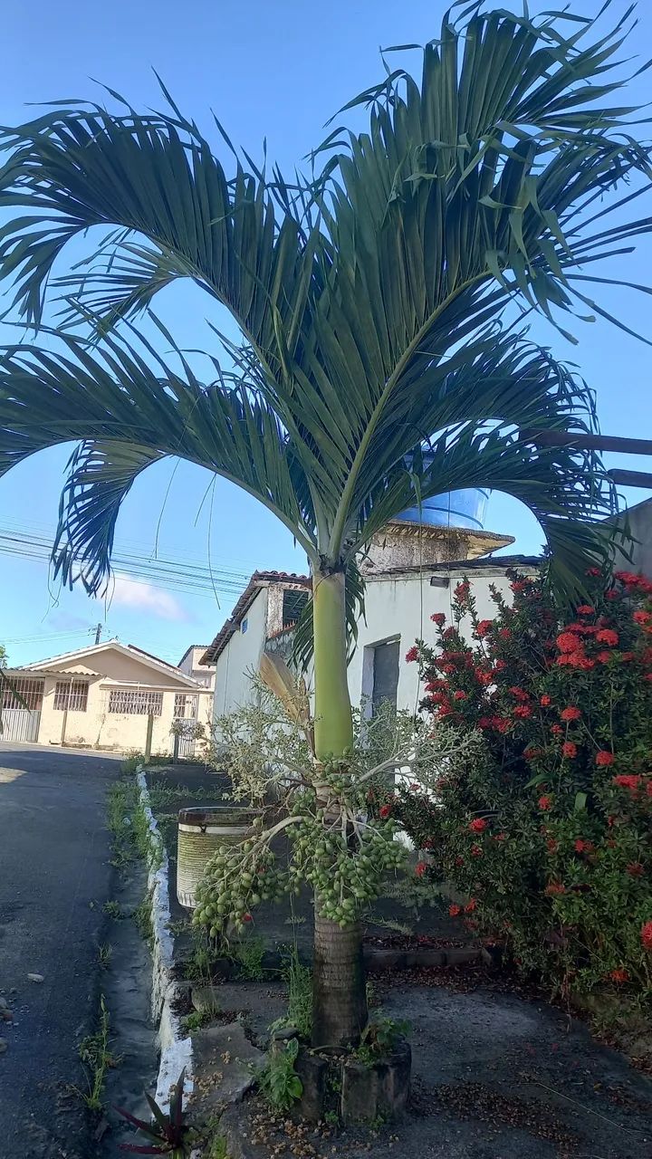 Jardim  - Foto 2