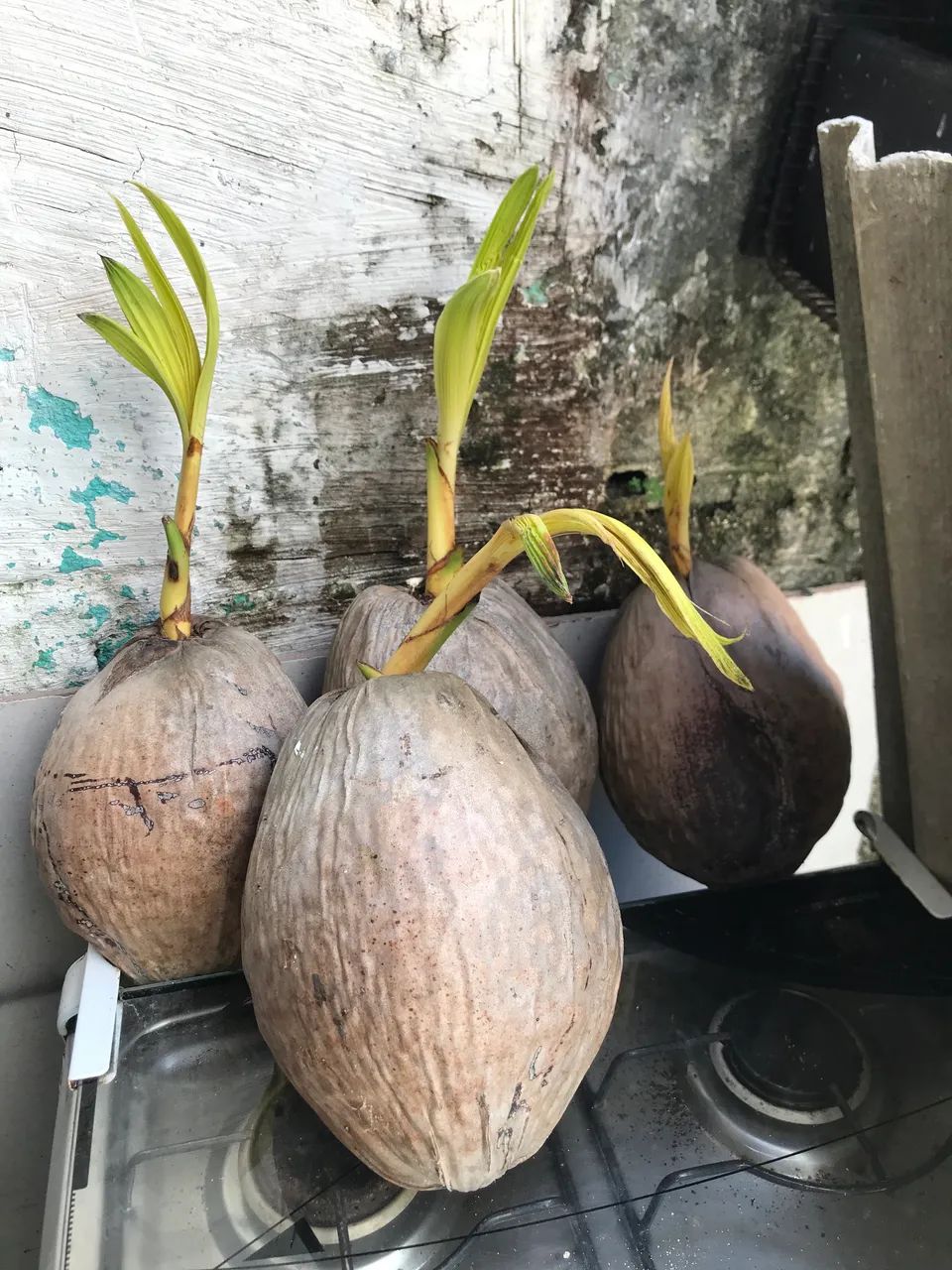Mudas de coqueiros - Foto 3