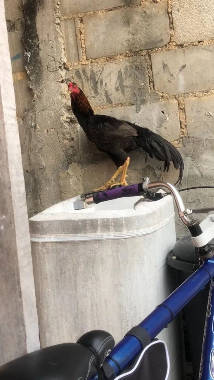 Frango mura  - Foto 2