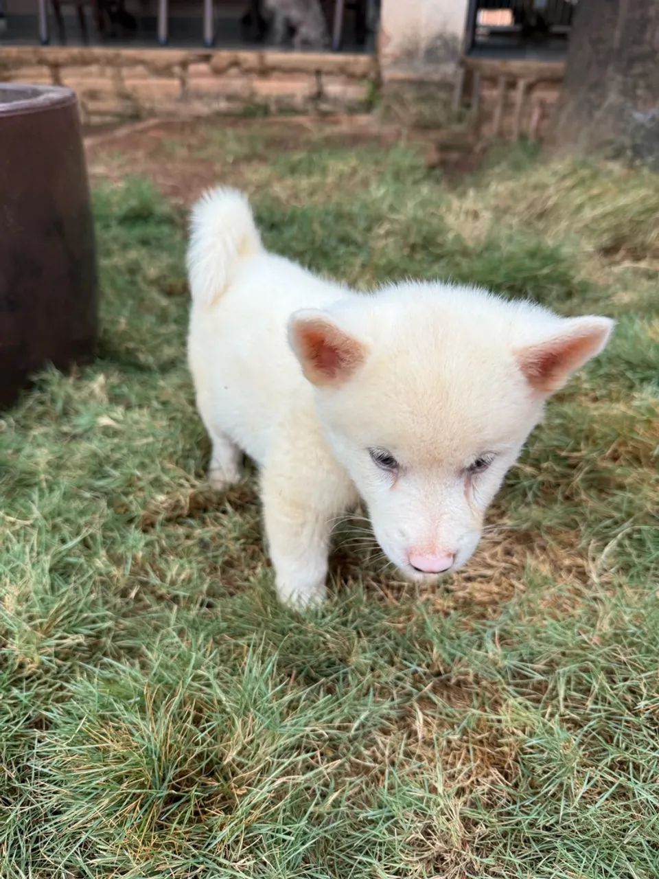 Filhotes Akita Inu  - Foto 3