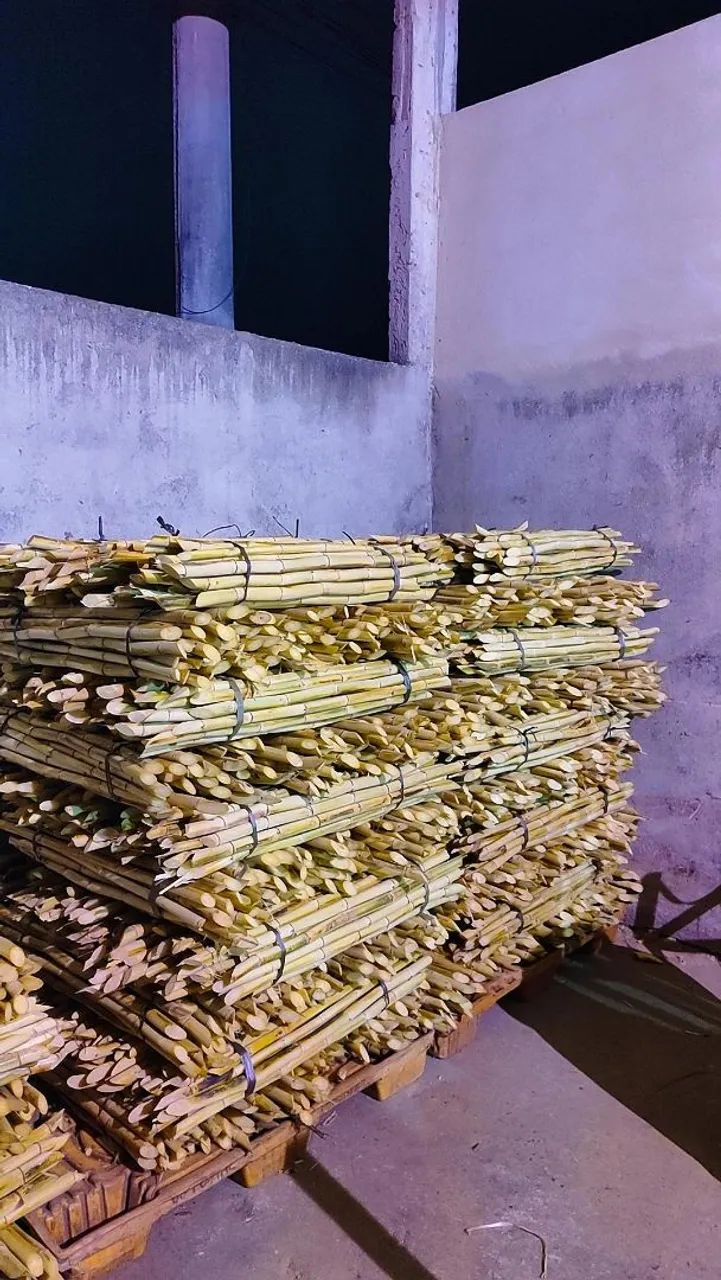 CANA DE AÇÚCAR  - Foto 4