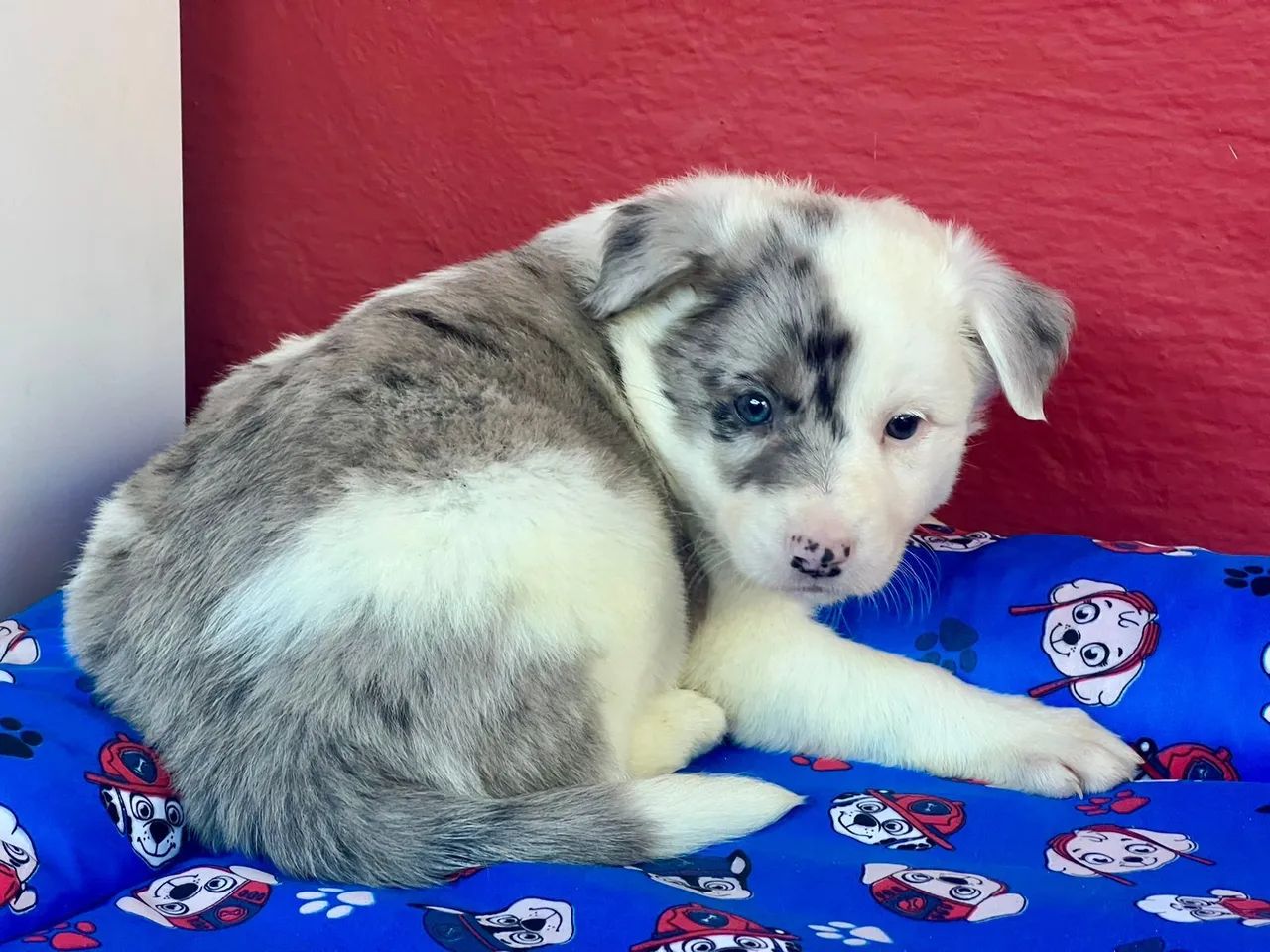 Border Collie Fêmea/ proteção que você procura 