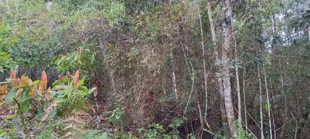 Terreno Itamari - Bahia - Foto 3