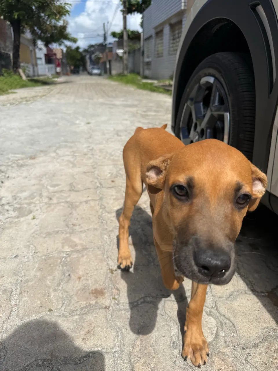 Adoção responsável  - Foto 4