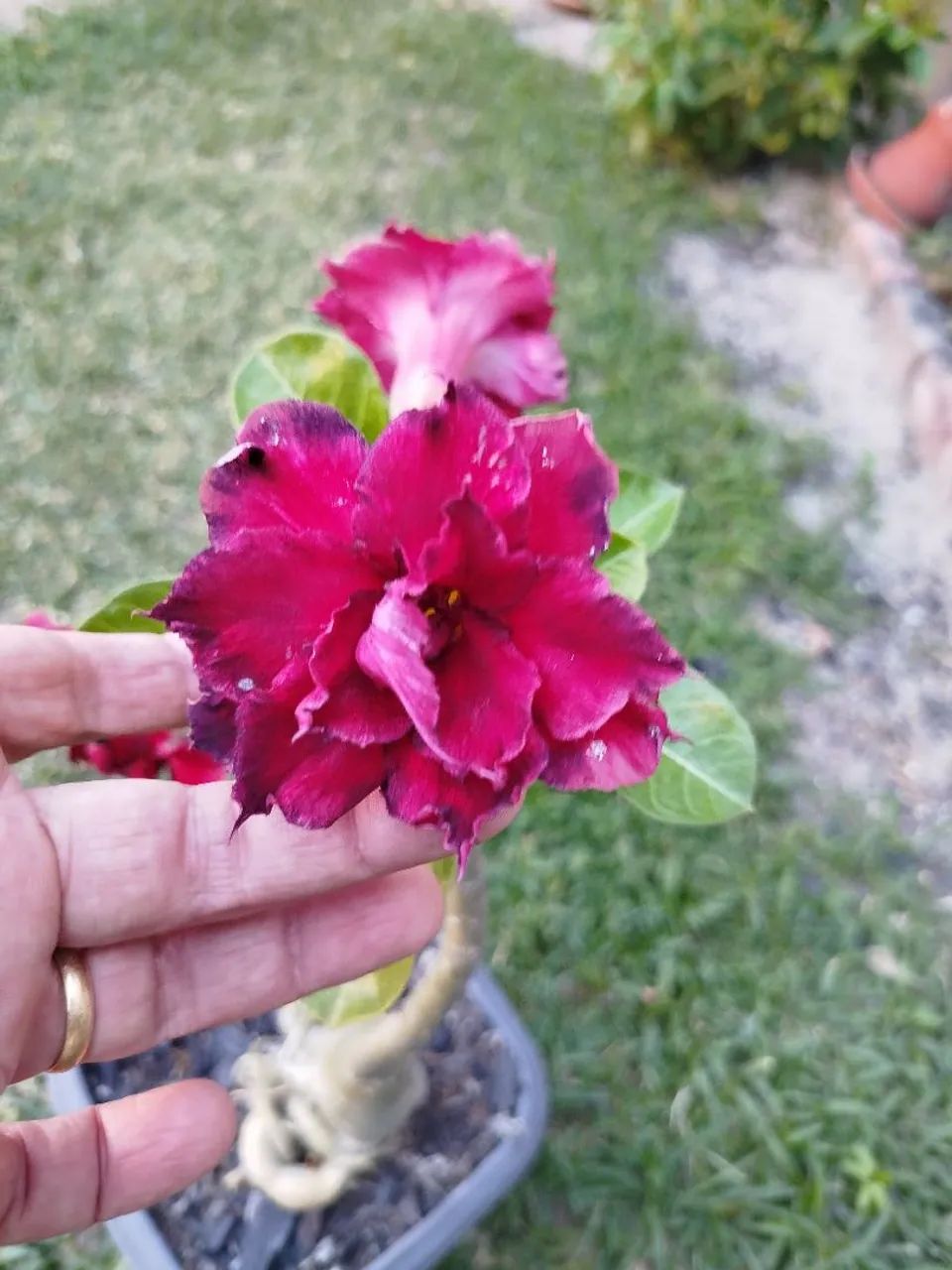 Rosa do Deserto  - Foto 4