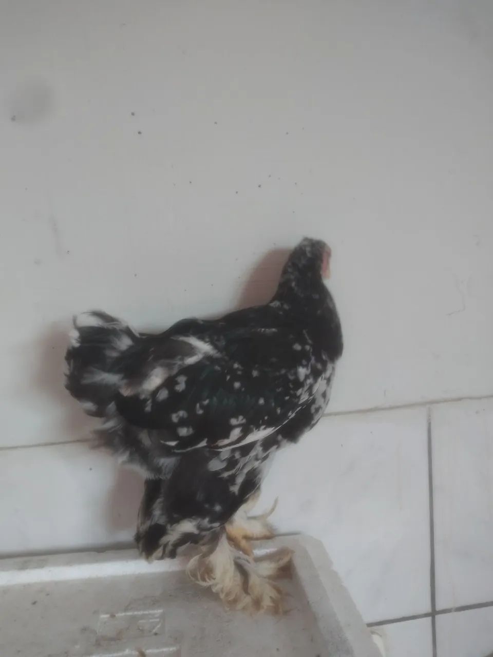 Fangos brahmas bom padrao racial - Foto 2