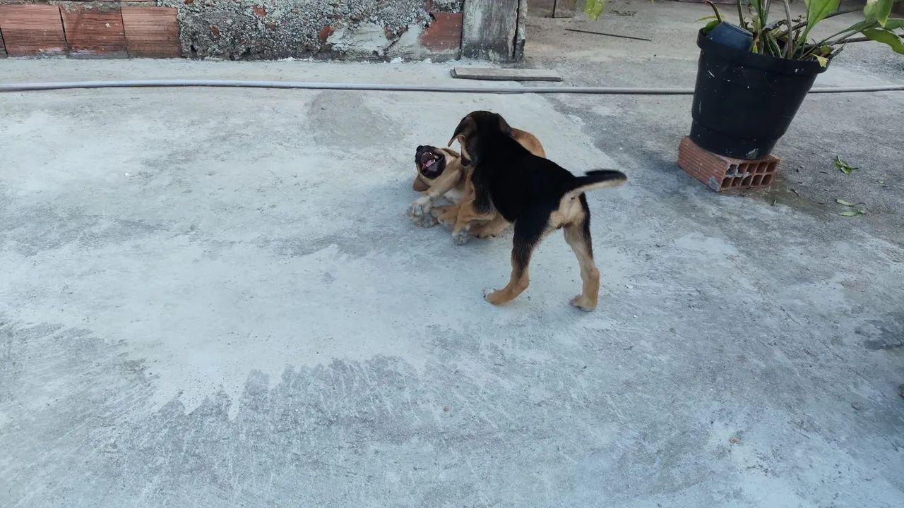 Cães para doação  - Foto 5