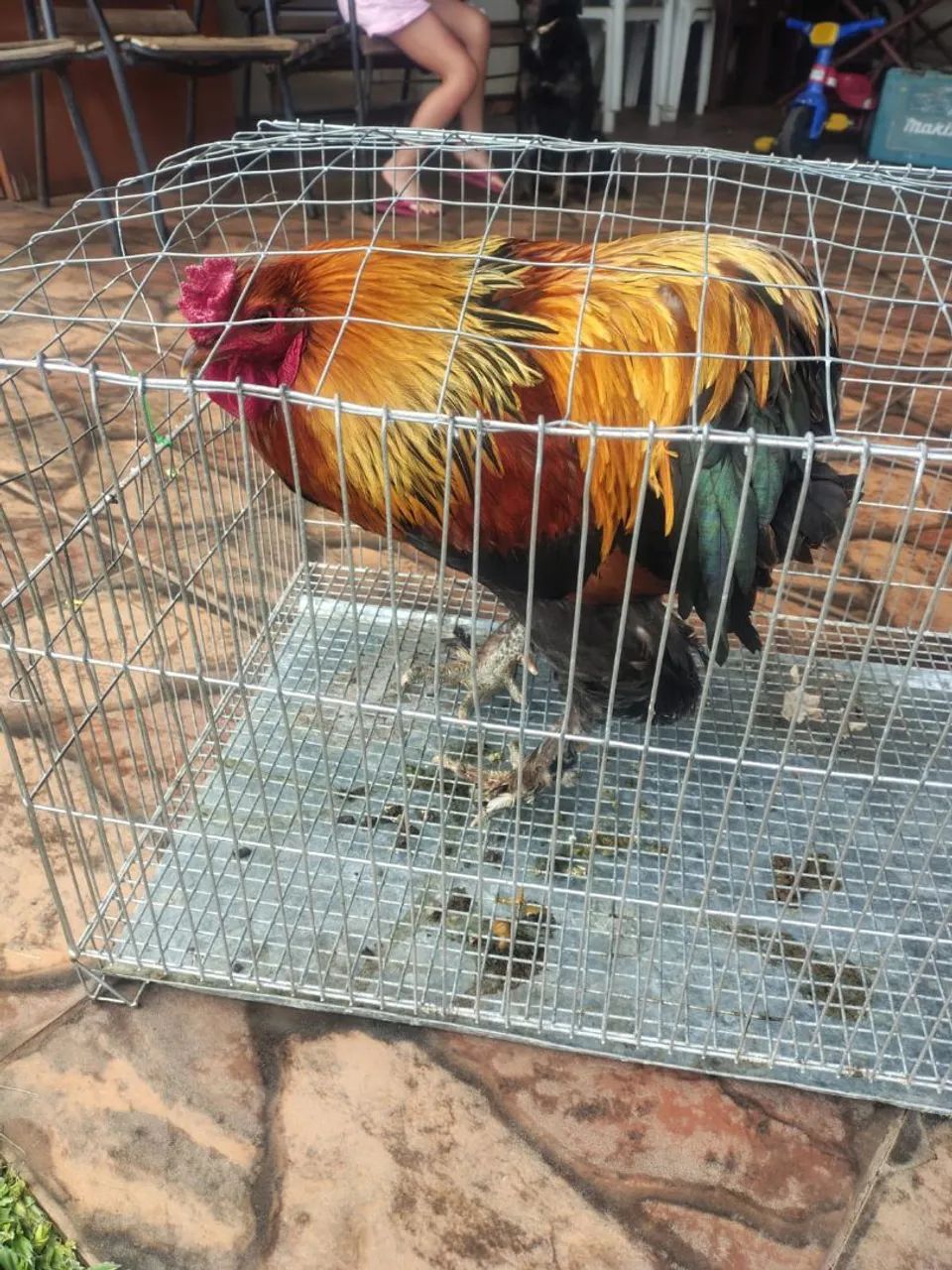 Galo Brahma  - Foto 4