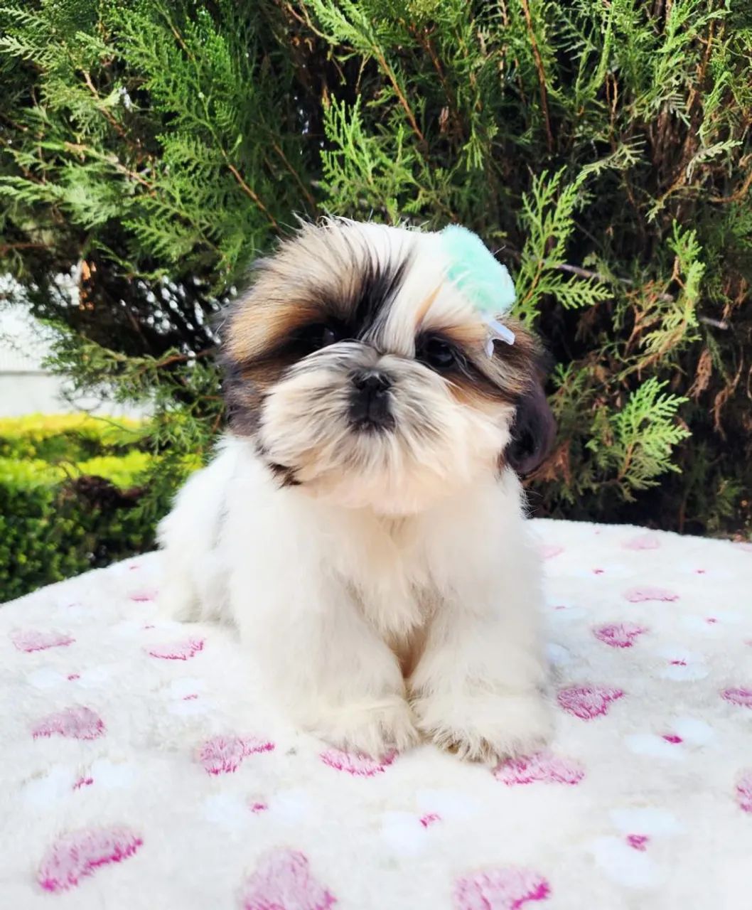 Fêmeas de Shih Tzu a pronta entrega  - Foto 3