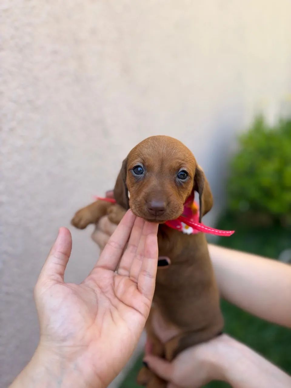 Fêmea dachshund dourada  - Foto 2