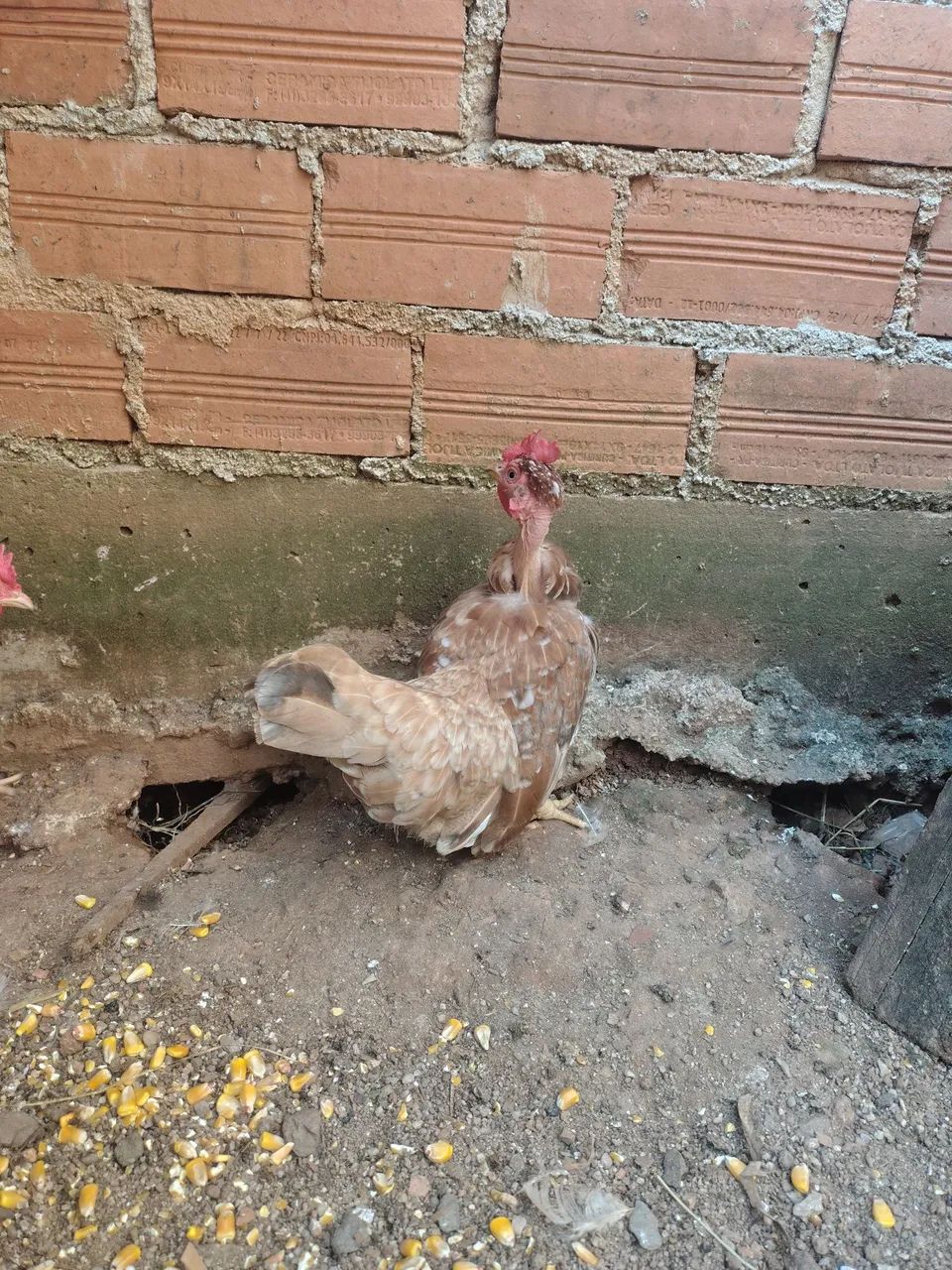 Disponíveis casais nagasaki  - Foto 3