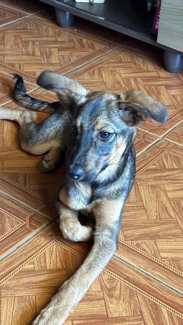 Doação de cachorro - Foto 2
