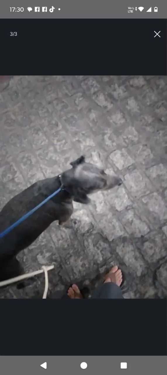 Passeador de cães - Foto 3