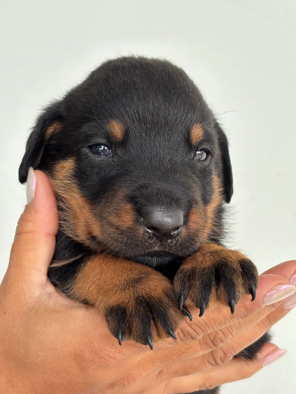 Rottweiler - Foto 4