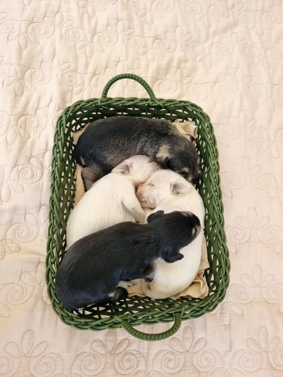Ninhada Schnauzer miniatura - Foto 3
