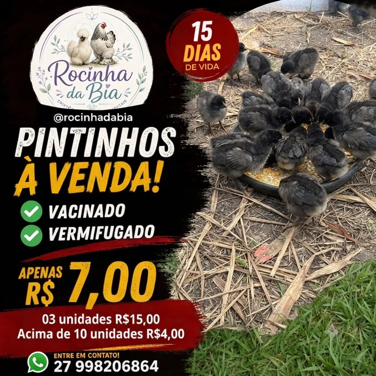 Pintinhos 