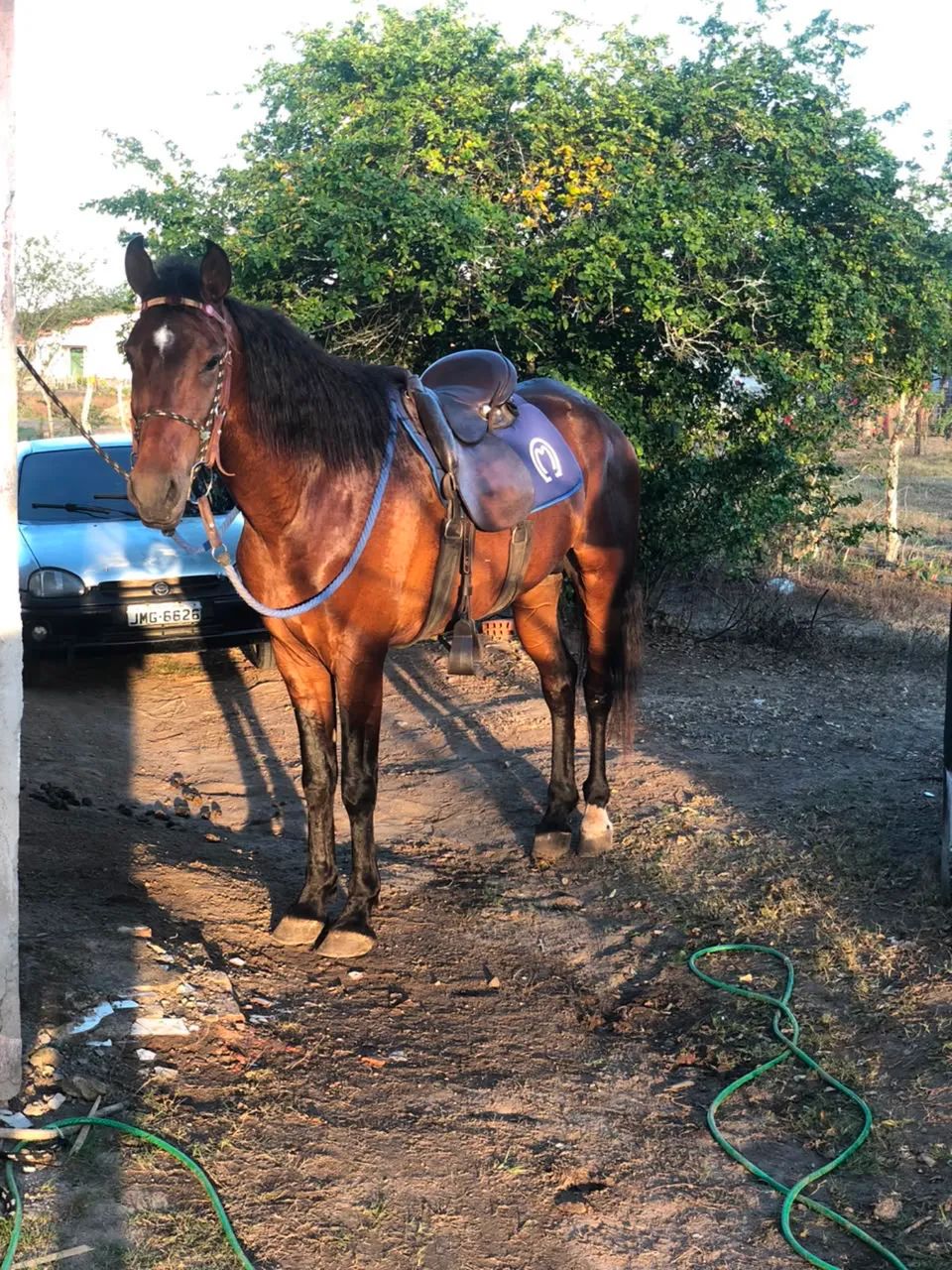Vendo cavalo 