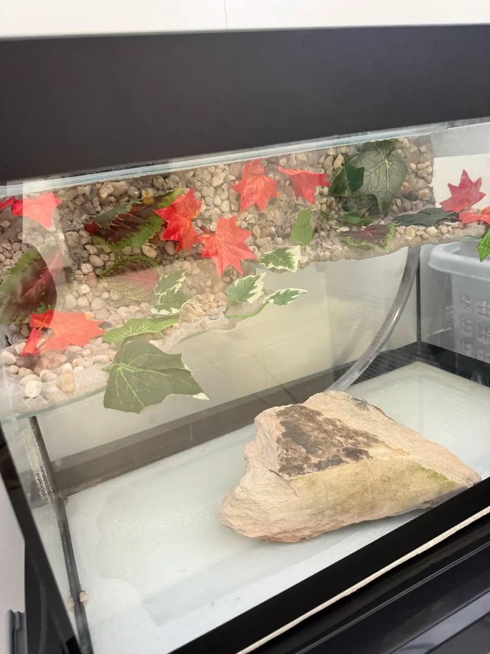 Aquaterrário 43 litros - Foto 6