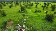 Fazenda com 981he c/ 650he abertos, 50km de Cuiabá-MT - Foto 2