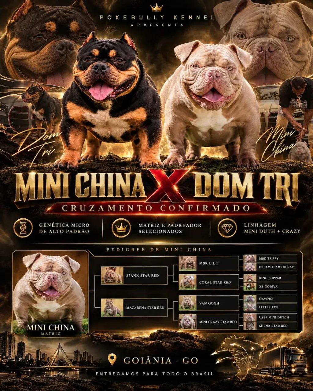 American Bully Micro - Foto 4
