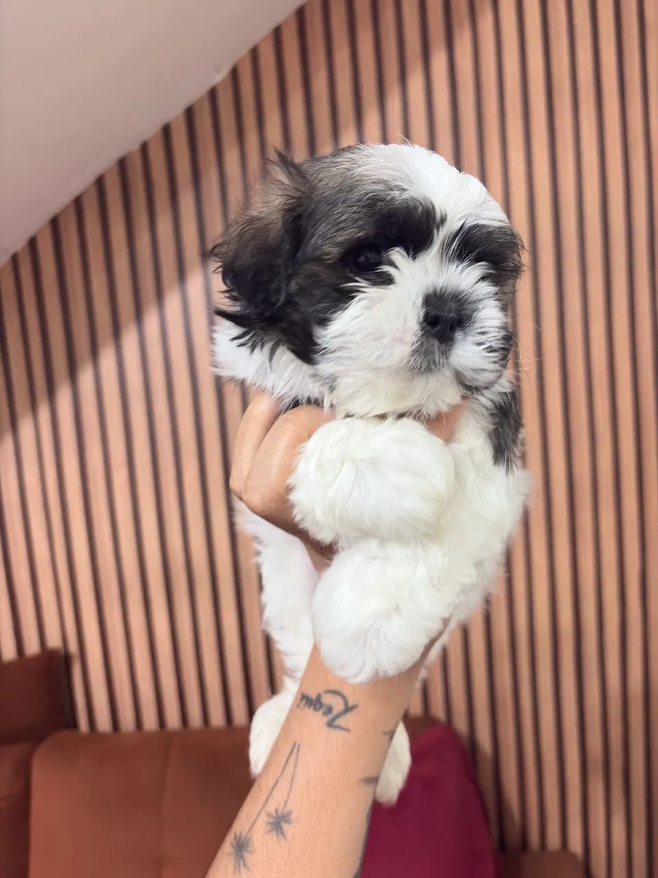 Shihtzu machinho - Foto 4
