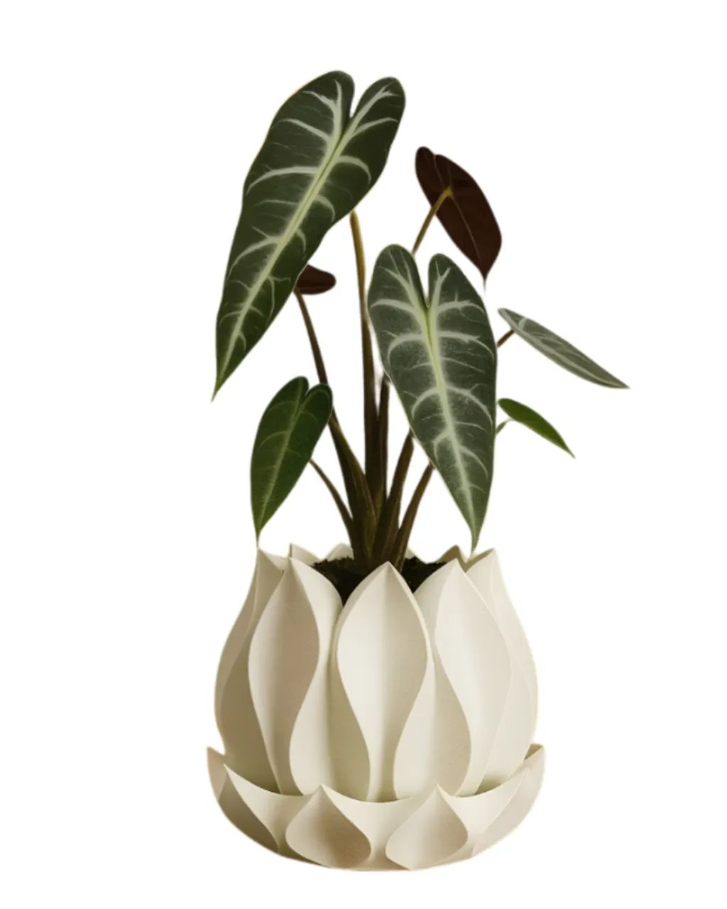 Vasos de plantas  - Foto 2