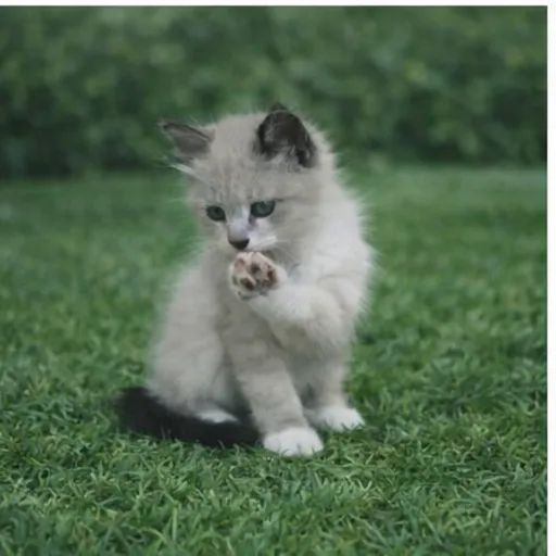 Gatinhos fofinhos - Foto 4