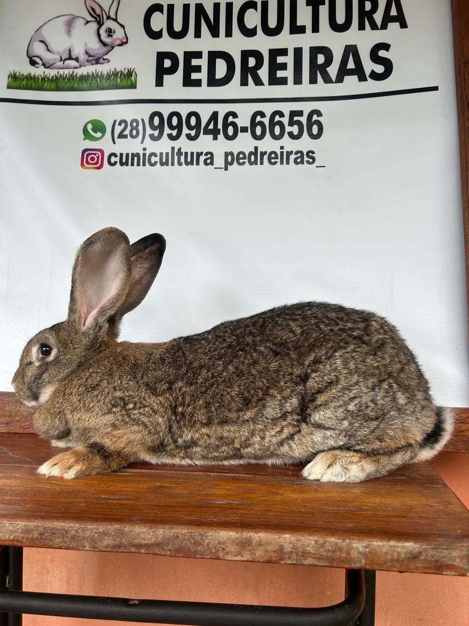 Coelhos gigantes 