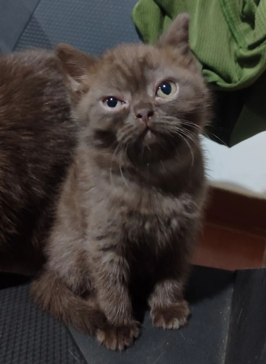 Gata persa exótico chocolate (Cor Rara) 56 dias - Foto 2