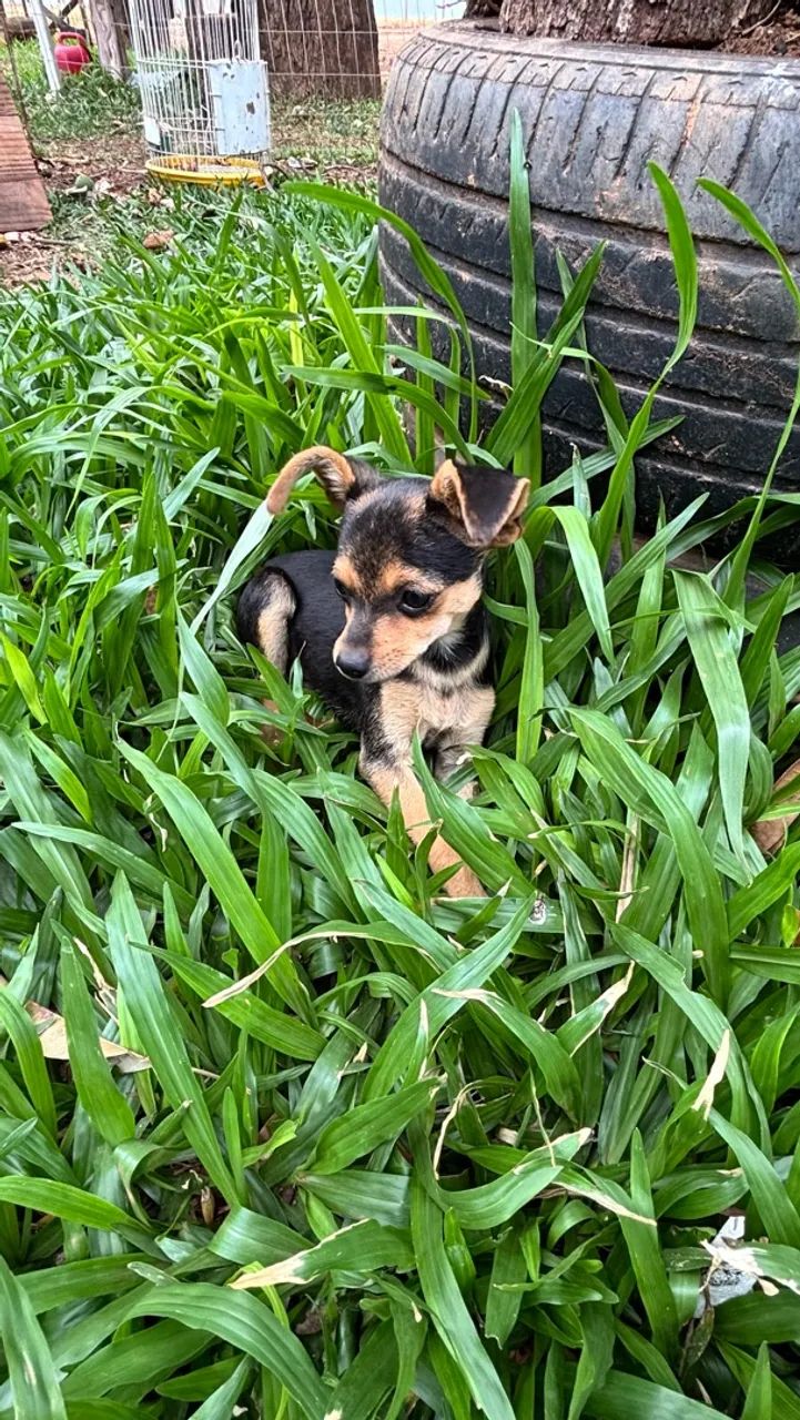 Pinscher macho 