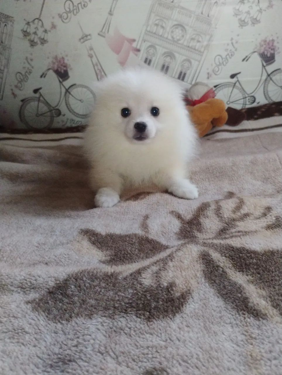 Spitz Alemão Anão  - Foto 3