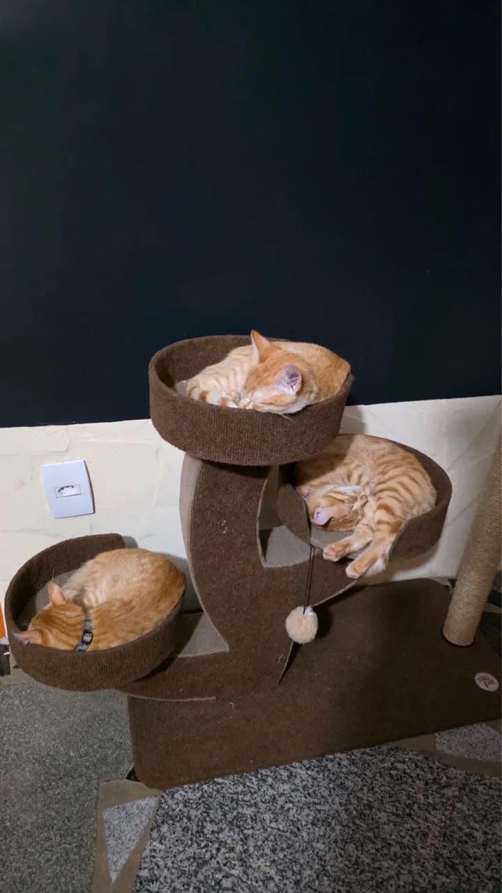 Doação de gato - Foto 5