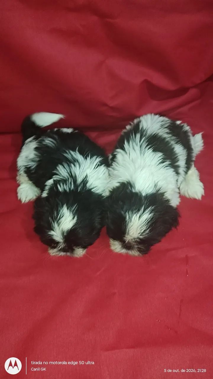 Shihtzu FÊMEA  - Foto 5