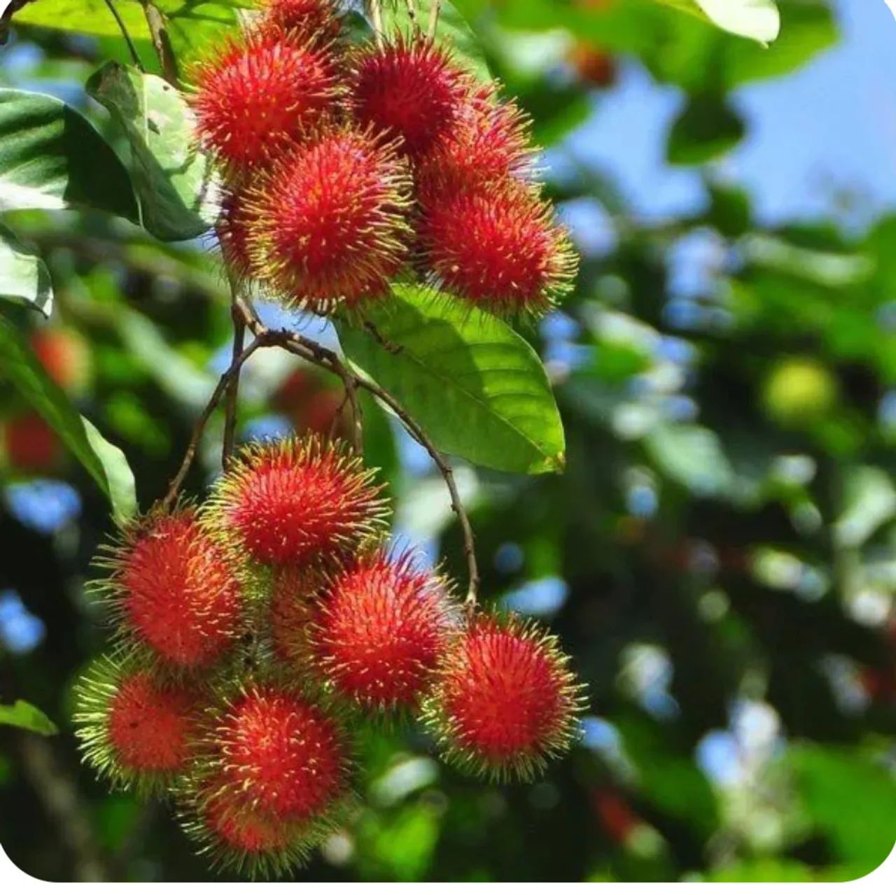 RAMBUTAN Mudas  - Foto 4