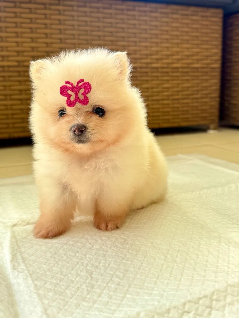 Spitz alemão anão  - Foto 2