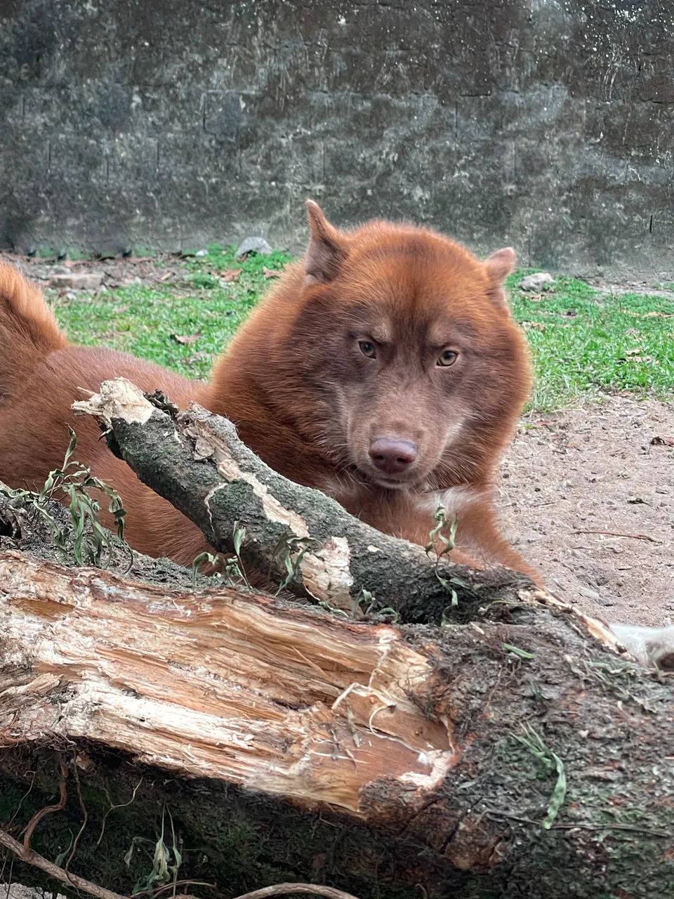 Doção de cão  - Foto 3