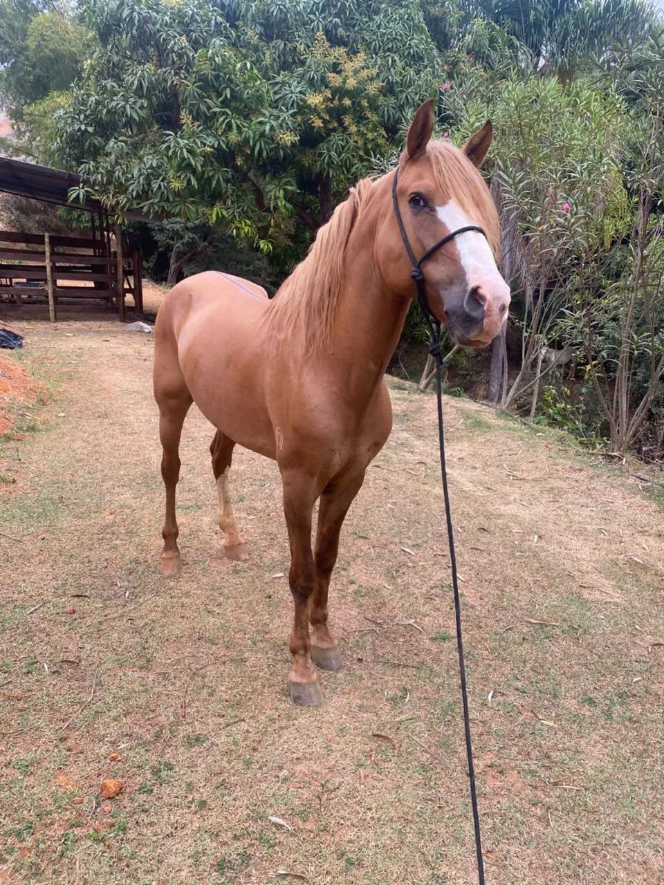 Garanhão Amarilho Registrado