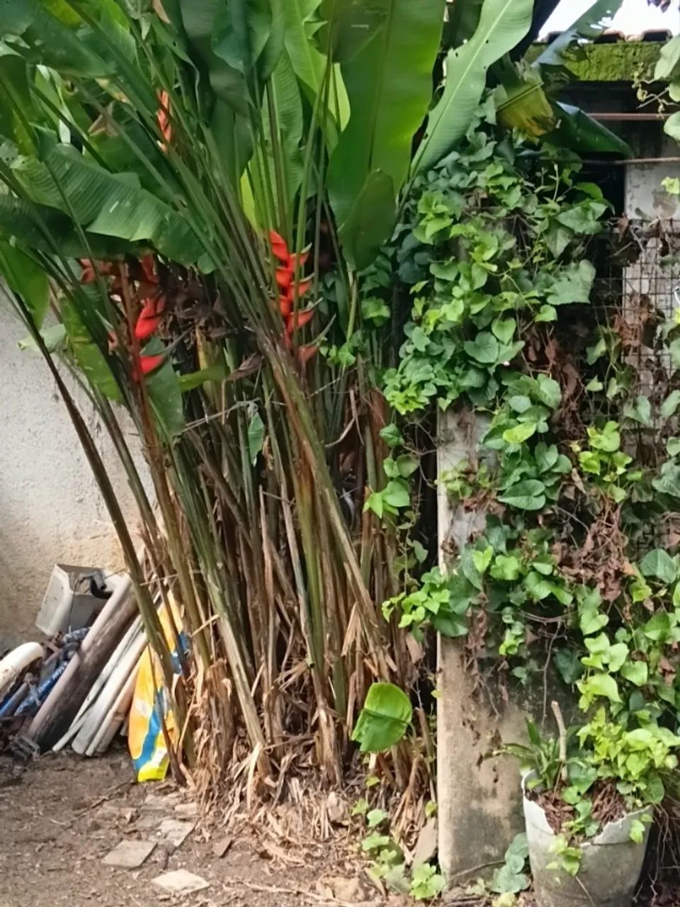 Cafuba obra inacabada - Foto 4