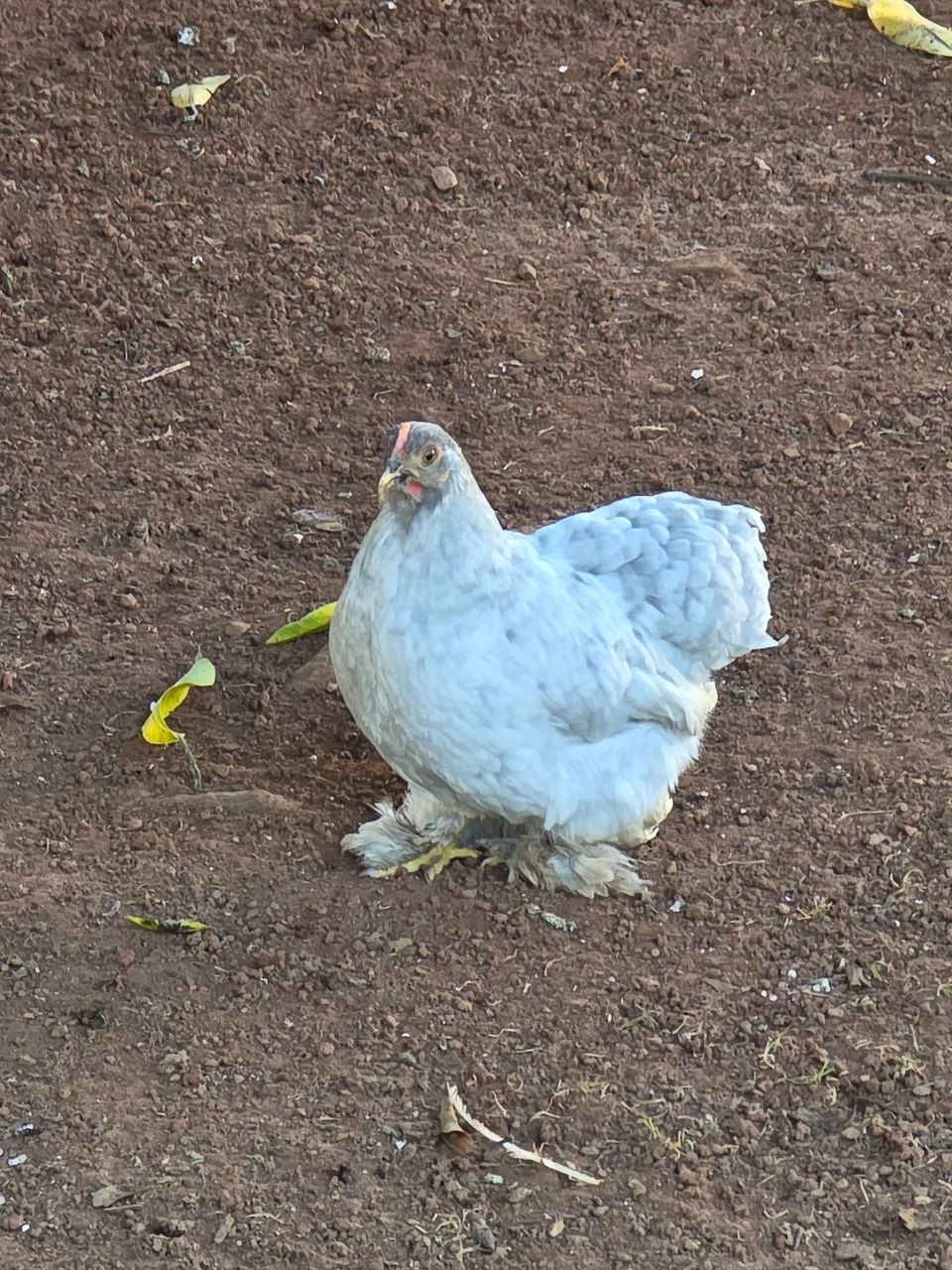 Mini Cochim - Foto 2