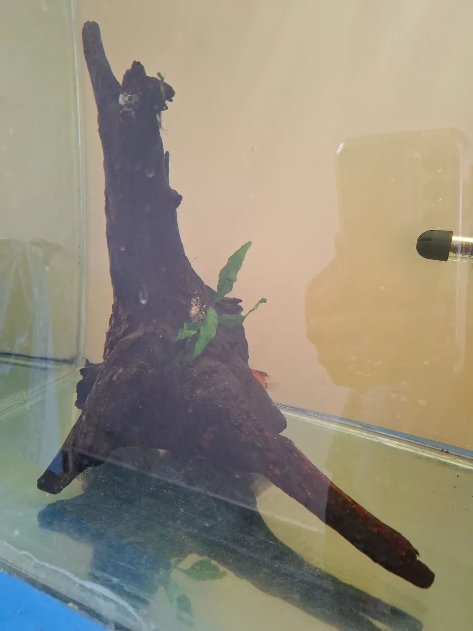 Tronco plantado para aquário 