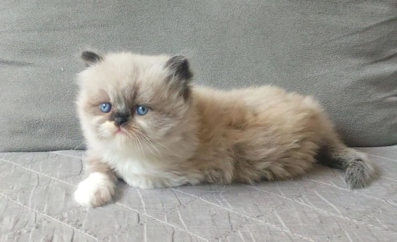 Gatos Persa - Foto 2