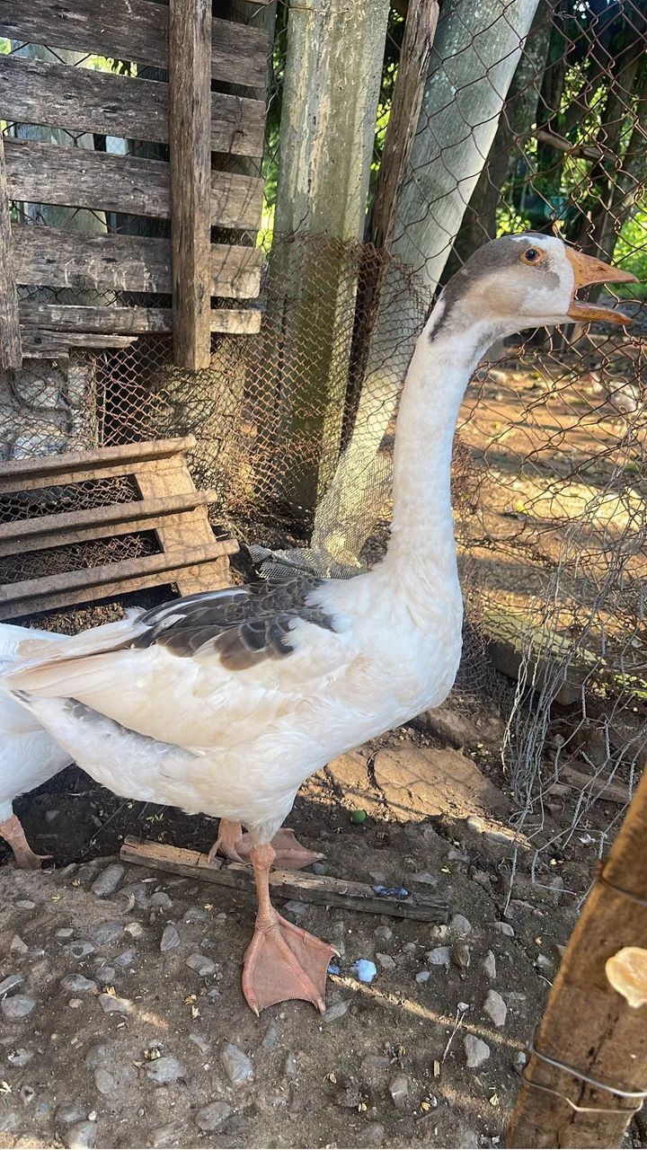 Ganços e perus ?  - Foto 4