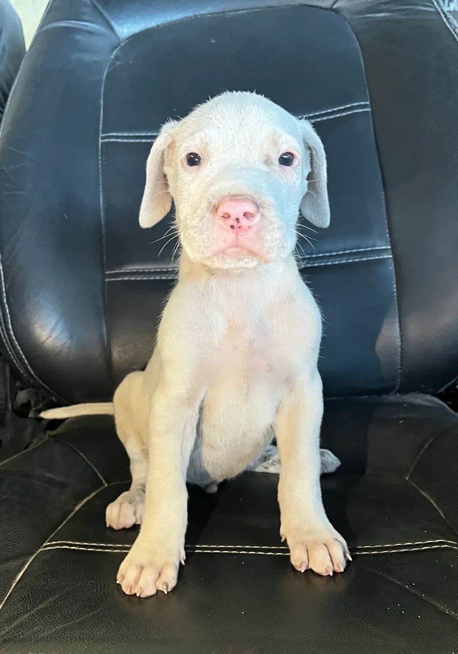 Filhotes de cachorro  - Foto 2